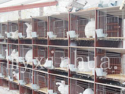 規模化養兔場六法防浪費