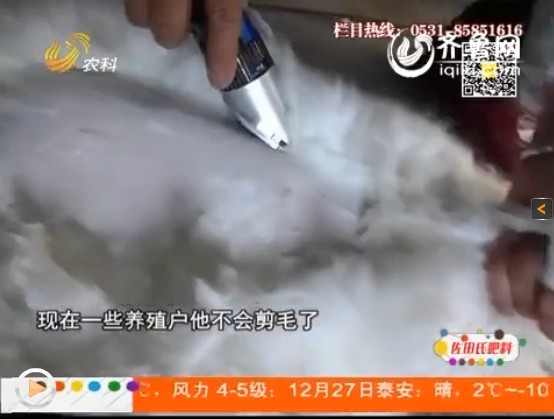 養(yǎng)殖長(zhǎng)毛兔期間，防疫事項(xiàng)要做好！