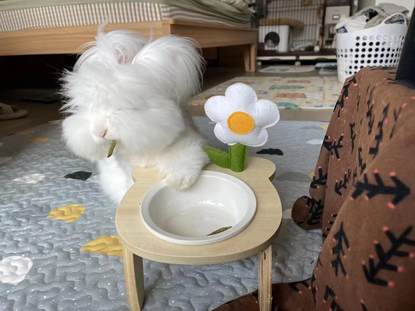 長毛兔各種品種的相關介紹
