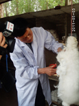 長毛兔兔毛的產量和質量如何來提高？