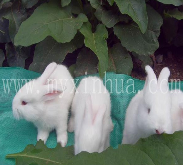 長毛兔的青綠飼料有哪些種類可供選擇？